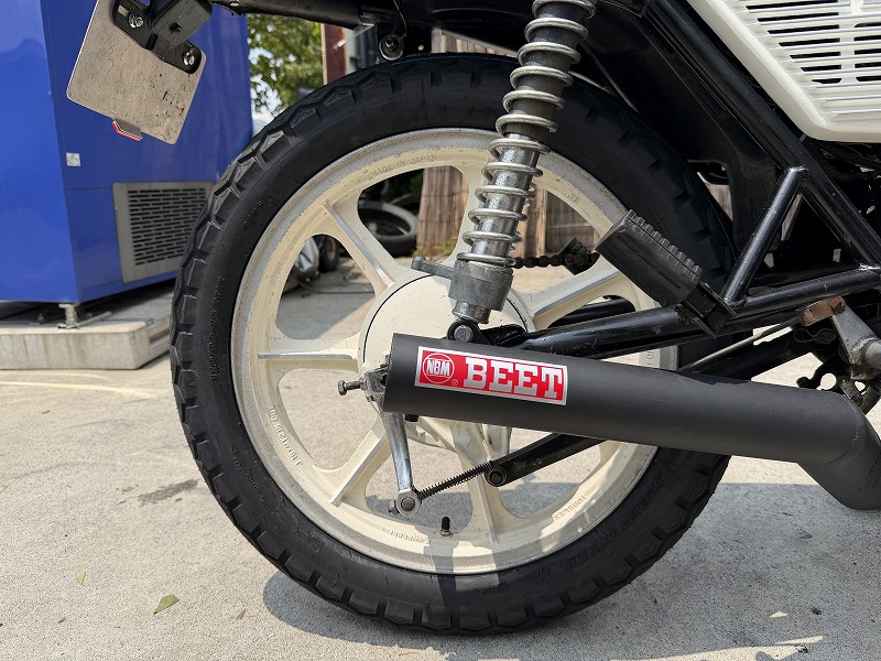 silver tabby cat