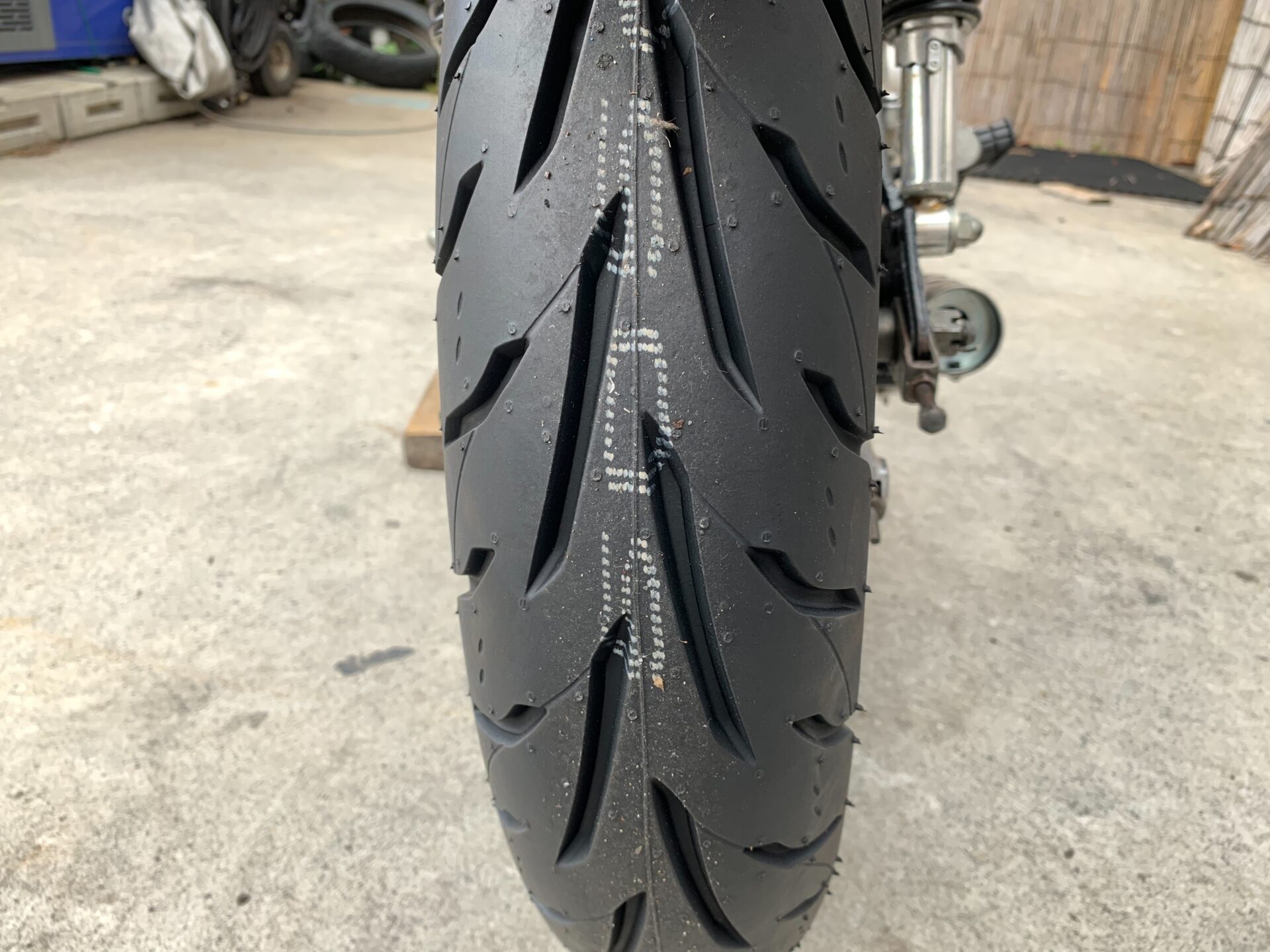 silver tabby cat